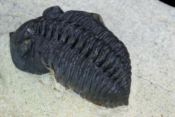 Pseudocryphaeus Trilobite - Aatchana, Morocco #126925